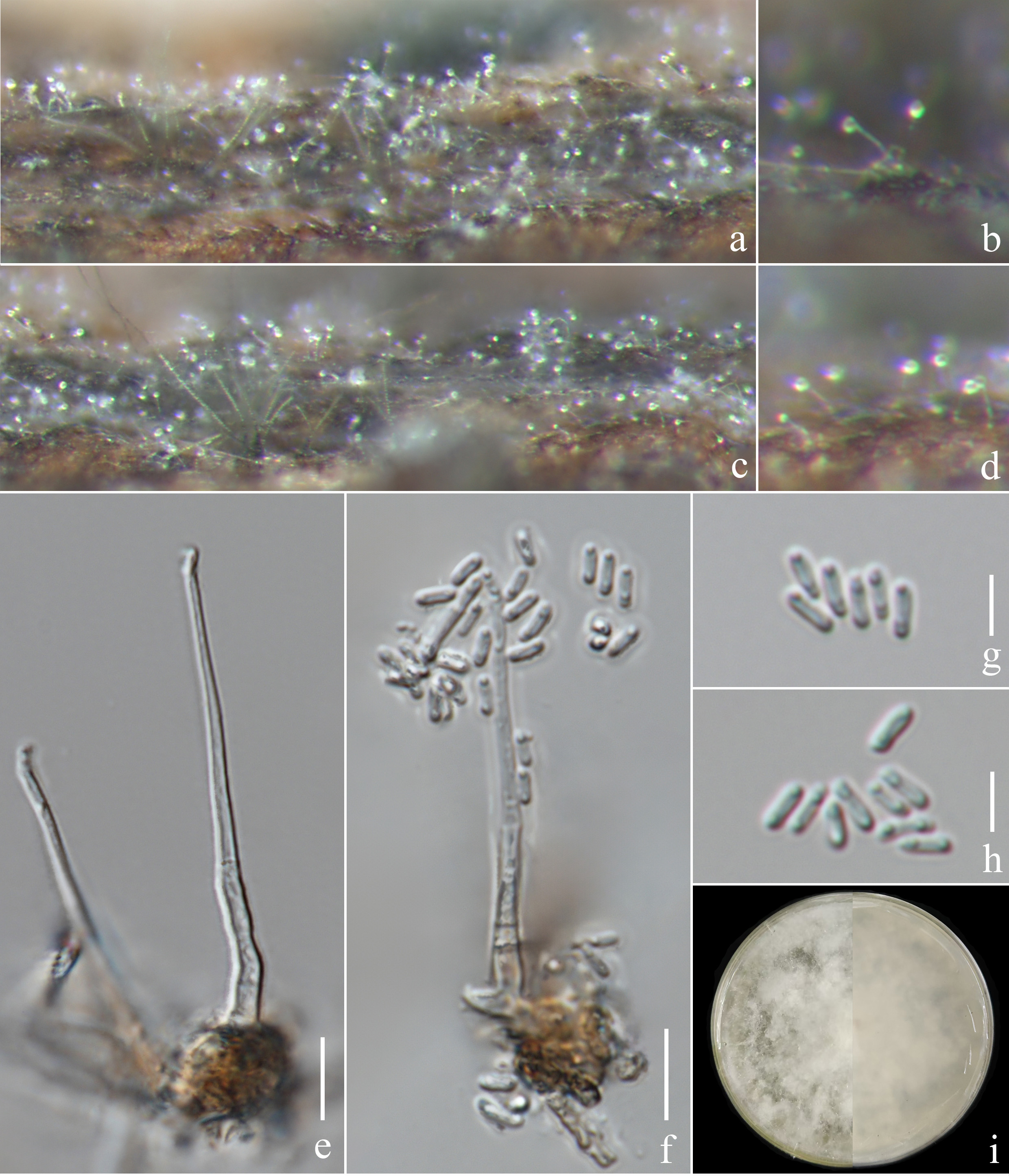 Figure 56